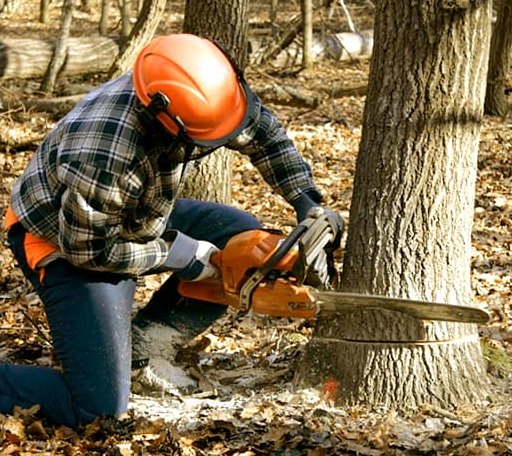 Tree Removal in Ellery, IL